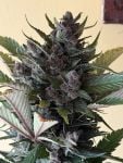Instagram Strawberry Gorilla Auto