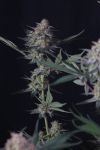 Instagram Lemon Tree Auto™