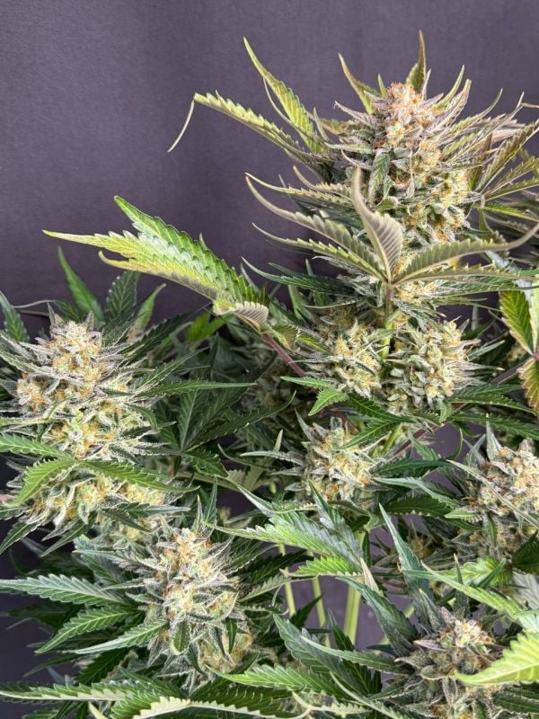 Instagram Chemdawg Auto