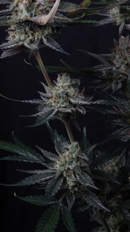 Instagram Guava Runtz Auto