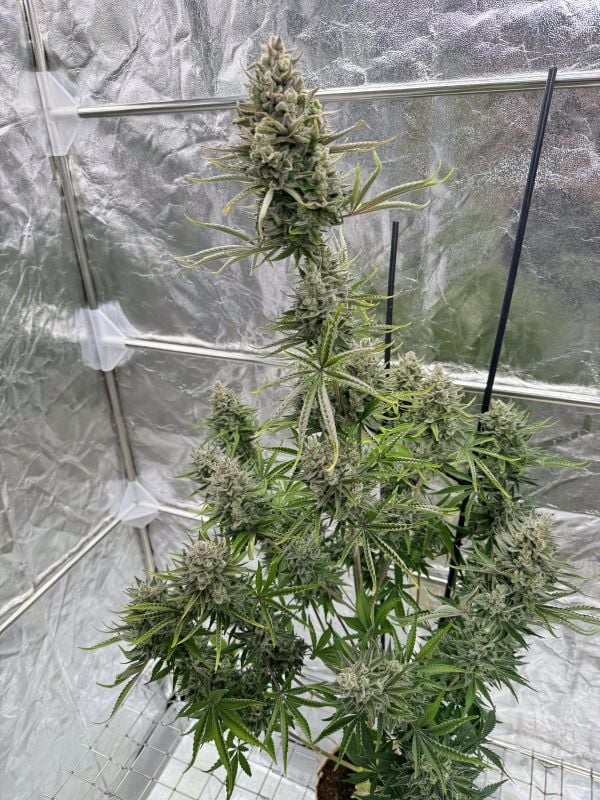 Instagram Mix Pack Auto RF3