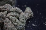 Instagram Pineapple OG Auto™