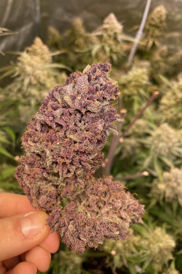 Instagram Purple Lemonade Auto
