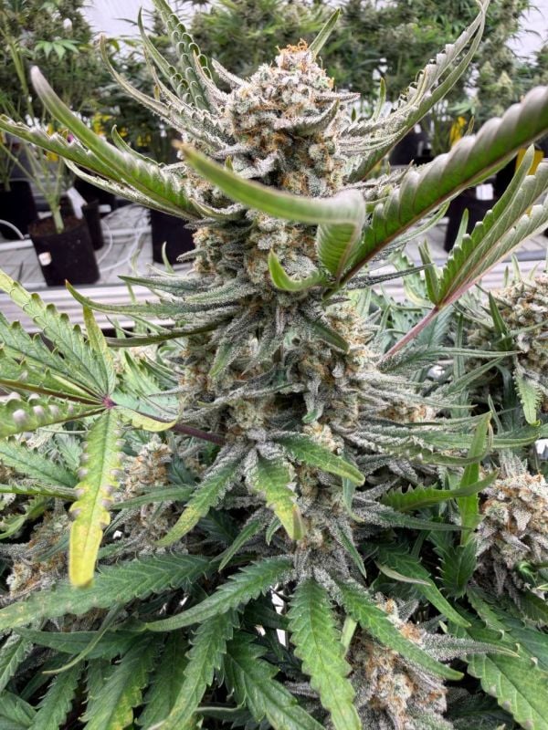Instagram White Widow Auto