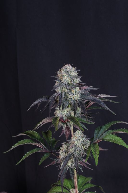 Instagram Sundae Frost Auto