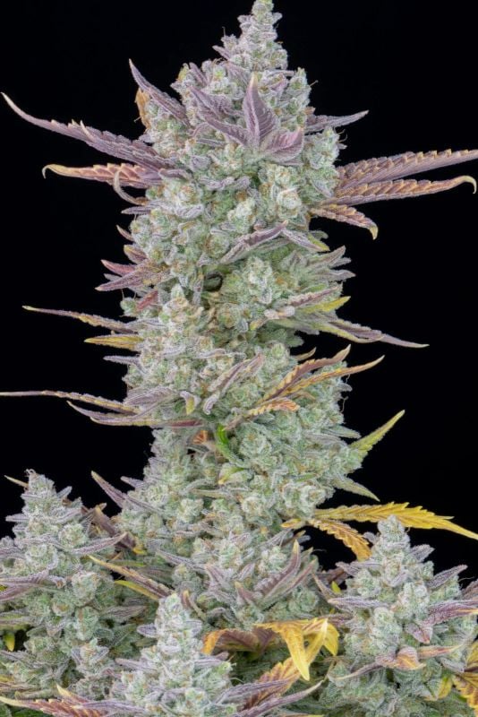 Instagram High Yielder Trial Pack