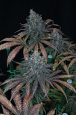 Instagram Tropicana Cookies FF