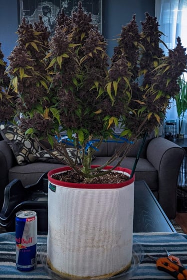 Instagram Purple Lemonade Auto