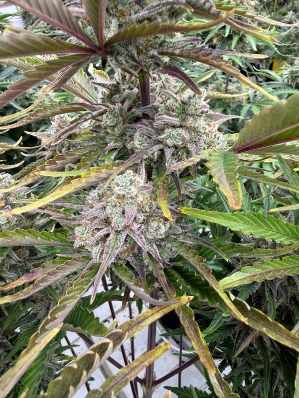 Instagram Cinderella Auto