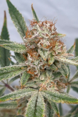 Instagram Pound Cake Auto™