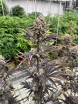 Instagram Banana Purple Punch Auto RF3™