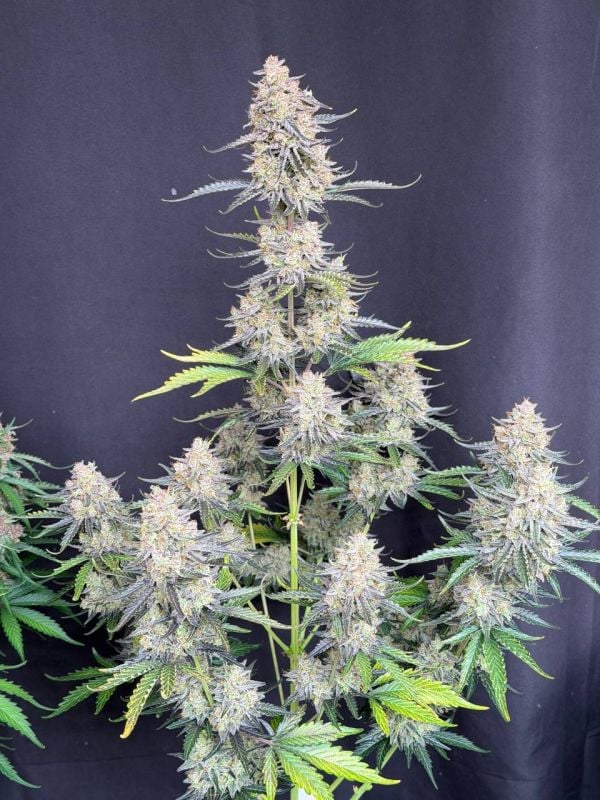 Instagram Afghan Kush Auto