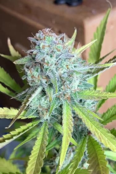 Gorilla Cookies Auto