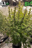 Instagram Big Bud Auto
