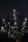 Instagram Lemon Cherry Sundae Auto™