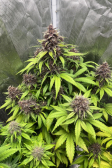Instagram Purple Haze Auto™