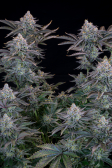 Instagram Gorilla Cookies FF