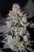 Instagram Tropicana Cookies FF