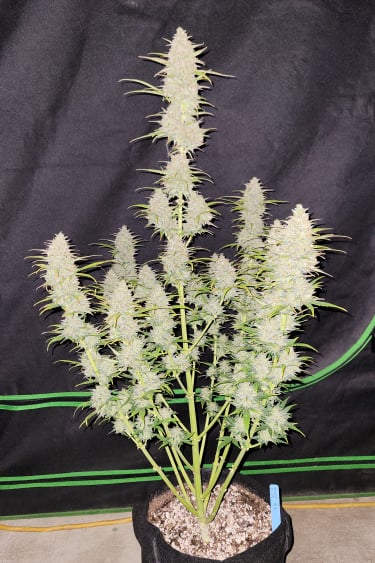 Instagram Moby Dick Auto