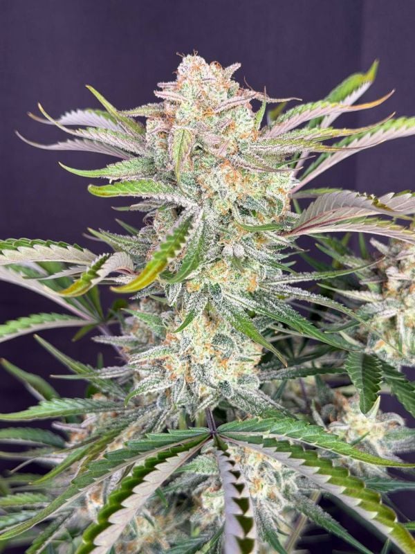 Instagram Sour Diesel Auto