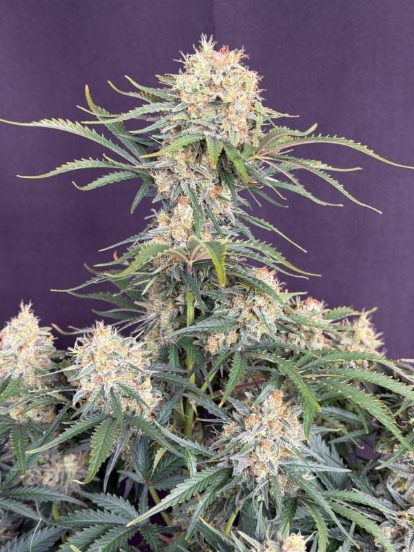 Instagram White Widow Auto