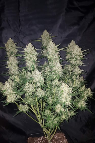 Instagram Gorilla Auto