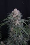Instagram GMO Auto™