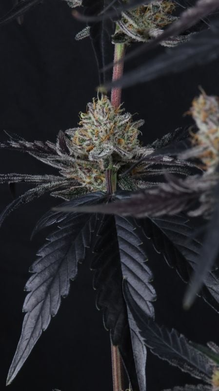 Instagram Guava Runtz Auto