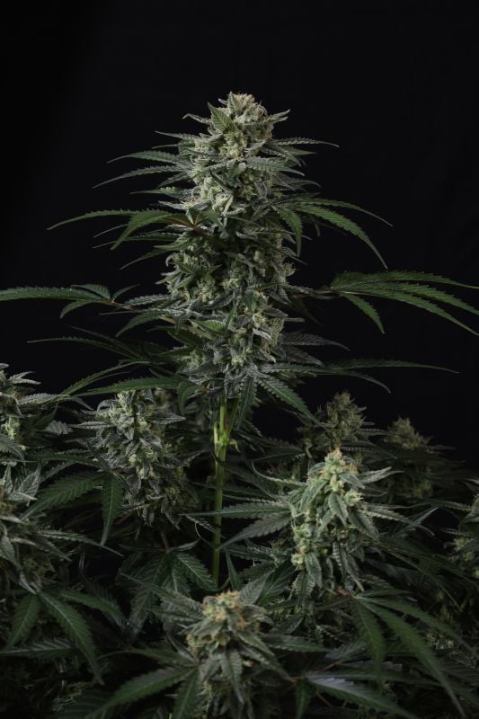 Instagram Banana Frost Auto