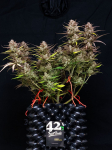 Instagram Purple Punch Auto