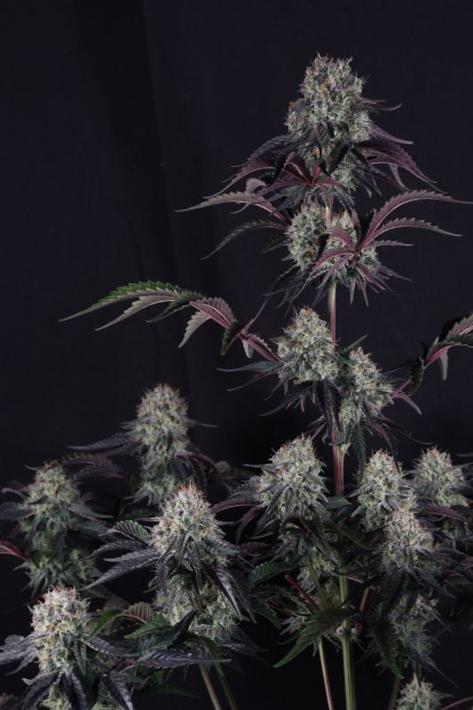 Instagram Sundae Frost Auto