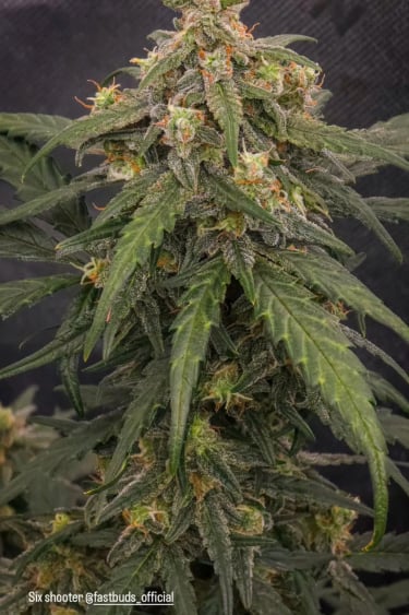 Instagram Six Shooter Auto