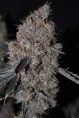Instagram Purple Lemonade FF