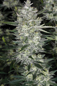Instagram Papaya Cookies Auto™