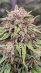 Instagram Papaya Cookies Auto™