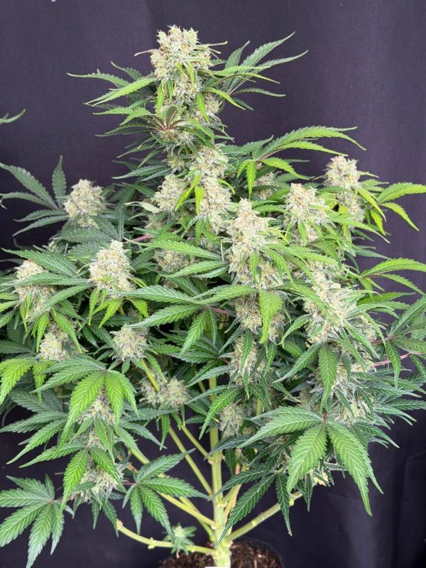 Instagram Moby Dick Auto