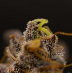 Instagram Biscotti Gelato™