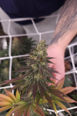 Instagram Lemon Mandarin™