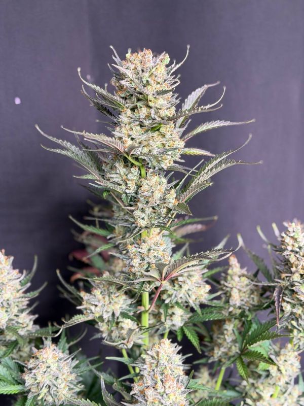 Instagram Chemdawg Auto