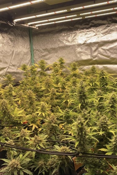 Instagram Mix Pack Auto