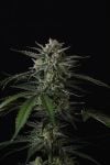 Instagram Banana Guava Auto™
