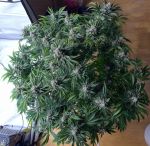 Instagram Cherry Cola Auto RF3™