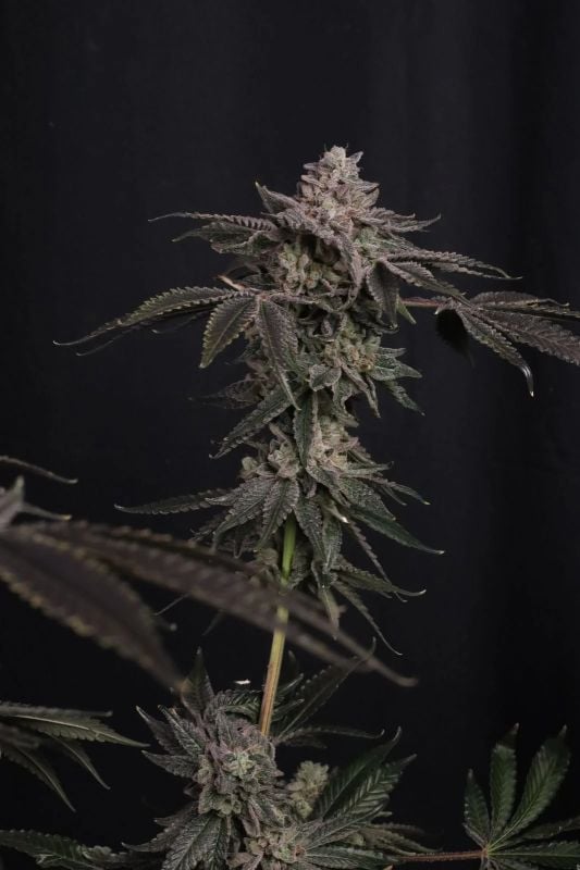 Instagram Fem Terpbombs Trial Pack