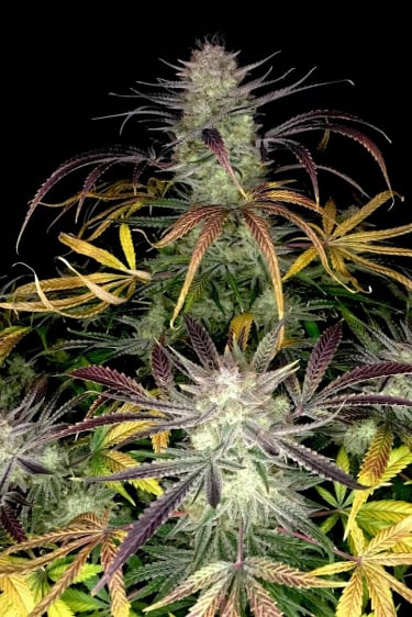 Instagram Bruce Banner Auto