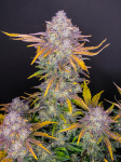 Instagram Strawberry Pie Auto