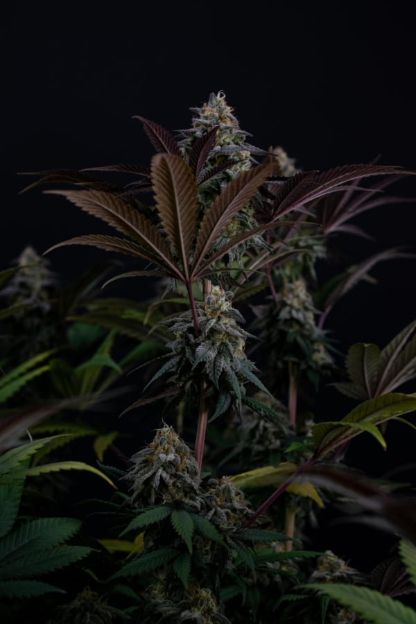 Instagram Lemon Cherry Runtz