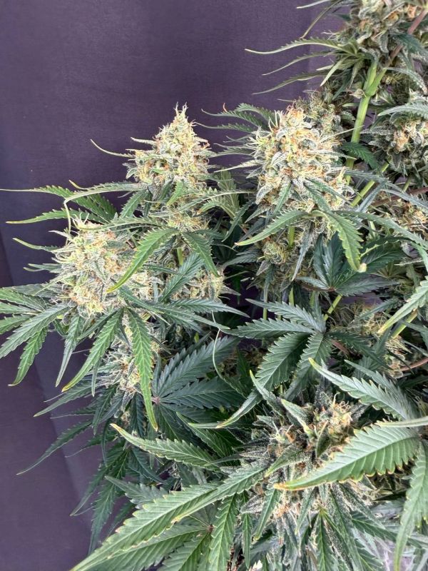 Instagram White Widow Auto