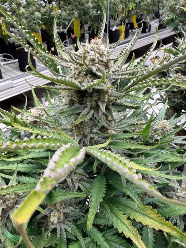 Instagram White Widow Auto