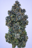 Instagram Purple Punch Auto