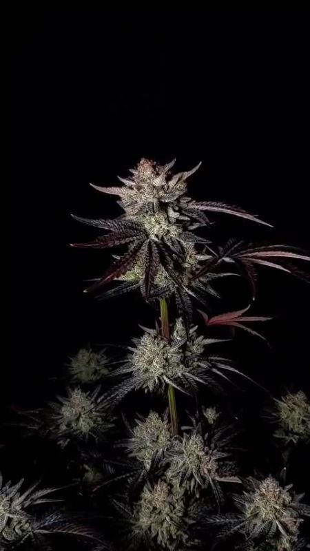 Mendo Frost Auto @1s1and_t IG 2